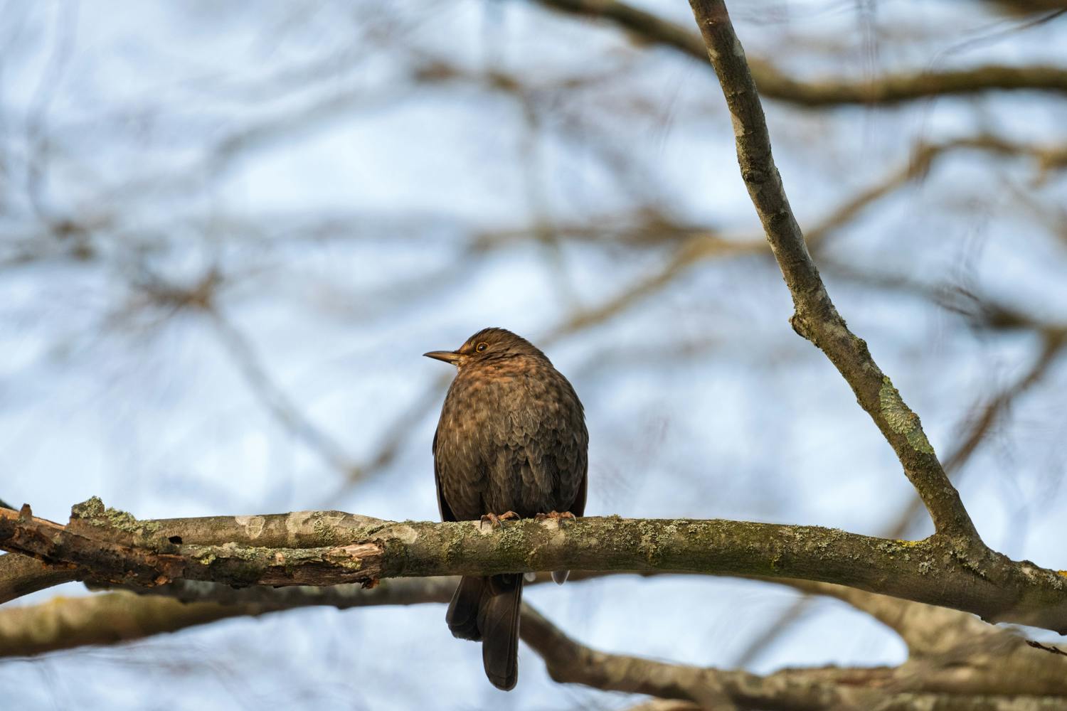 Foto med profilen Adaptive Färg Foto med profilen Adaptive Färg